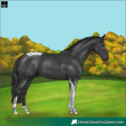 Horse Color:Black Tobiano 