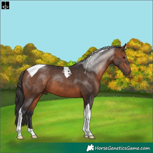 Horse Color:Bay Tobiano 