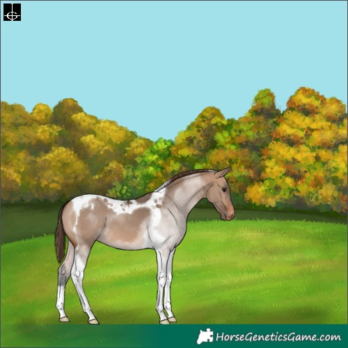Horse Color:Bay Dun Tobiano Appaloosa 