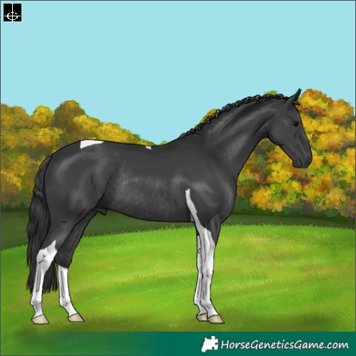 Horse Color:Black Tobiano Rabicano