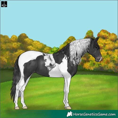 Horse Color:Black Tobiano Varnish 