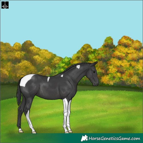 Horse Color:Black Tobiano 
