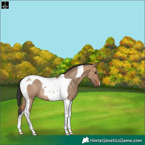 Horse Color:Bay Dun Tobiano Rabicano 