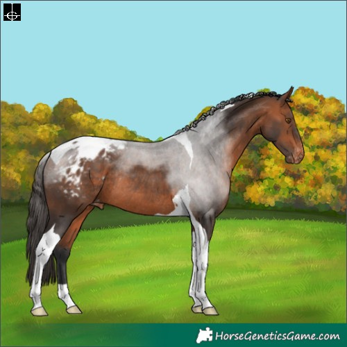 Horse Color:Bay Tobiano Appaloosa Rabicano 