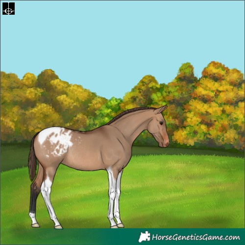 Horse Color:Bay Dun Tobiano Appaloosa Rabicano