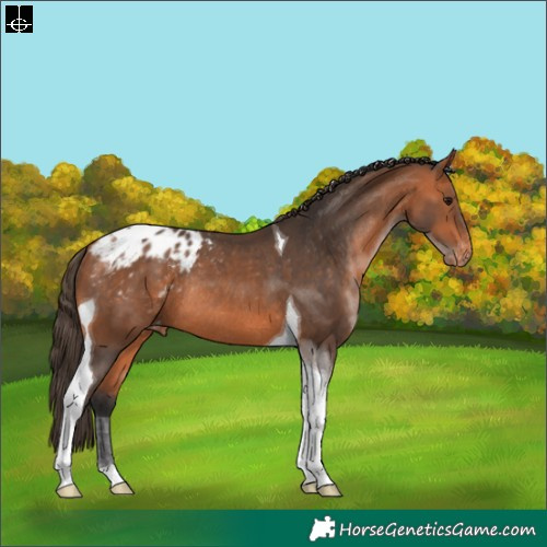 Horse Color:Bay Tobiano Appaloosa Rabicano 