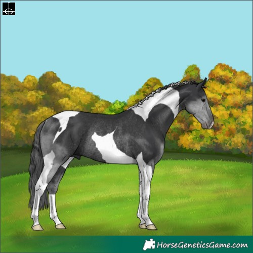 Horse Color:Black Tobiano Rabicano