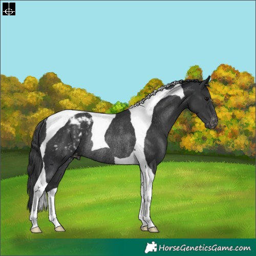 Horse Color:Black Tobiano Appaloosa Rabicano 