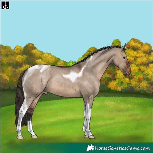 Horse Color:Brown Dun Tobiano Appaloosa 