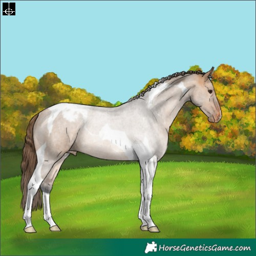 Horse Color:Bay Dun Tobiano Appaloosa Rabicano 