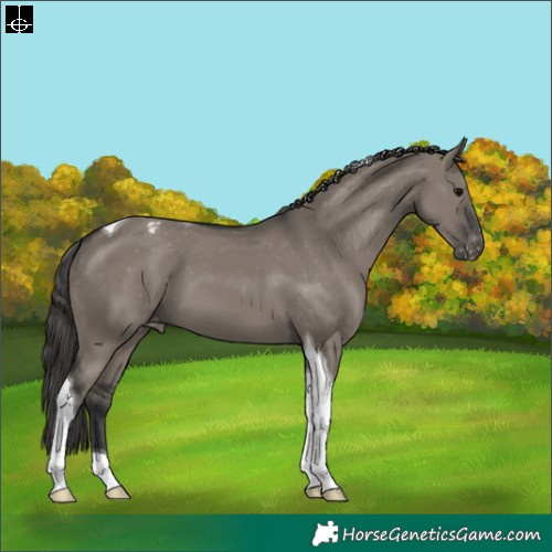 Horse Color:Grullo Tobiano Appaloosa 