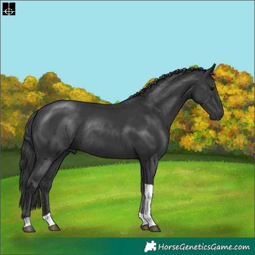 Horse Color:Black Tobiano Rabicano 