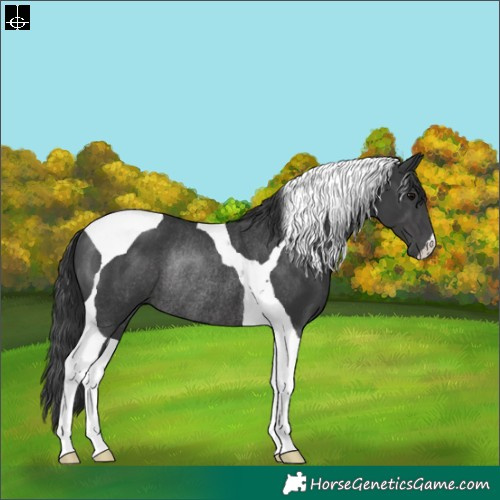 Horse Color:Black Tobiano Rabicano 