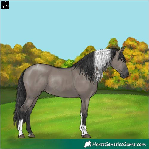 Horse Color:Grullo Tobiano Rabicano