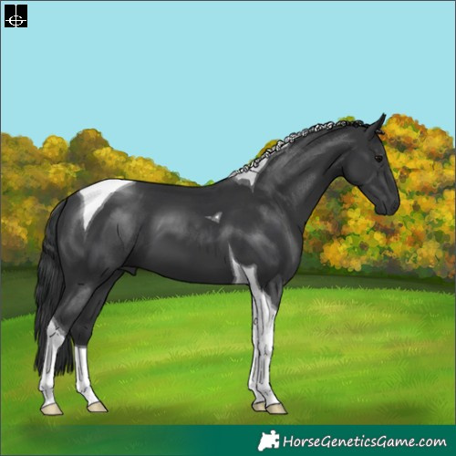 Horse Color:Black Tobiano