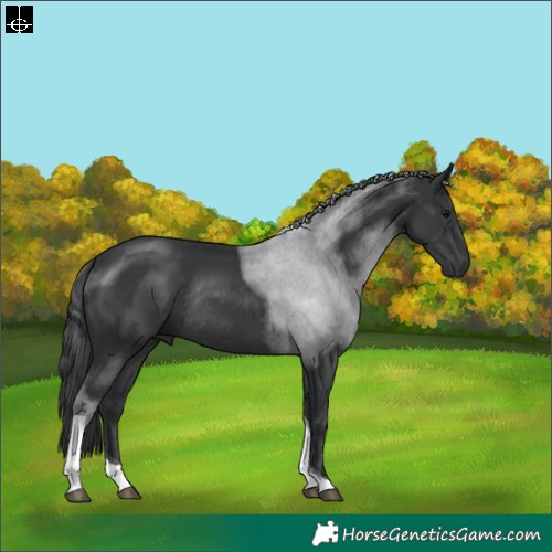 Horse Color:Black Tobiano Rabicano 
