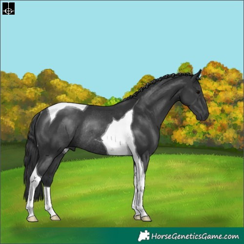 Horse Color:Black Tobiano Rabicano