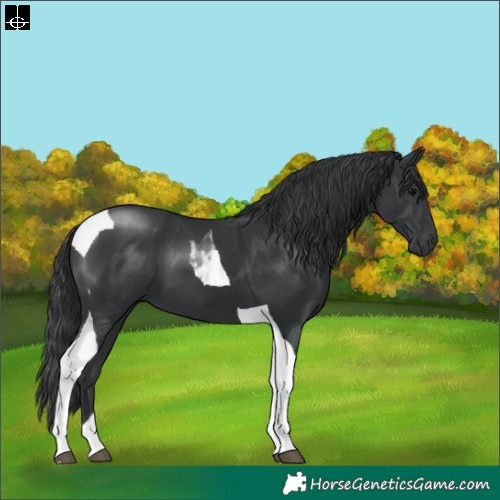Horse Color:Black Tobiano