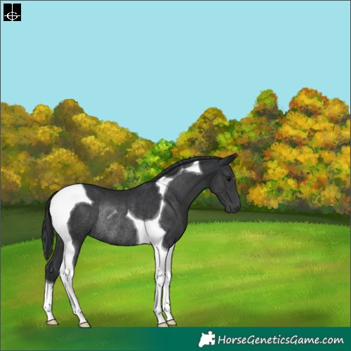 Horse Color:Black Tobiano Rabicano