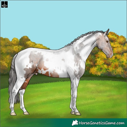Horse Color:White Spotted Bay Tobiano Appaloosa