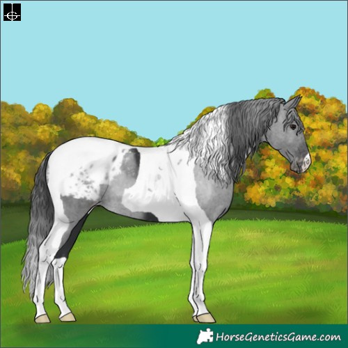 Horse Color:Black Tobiano Blanket