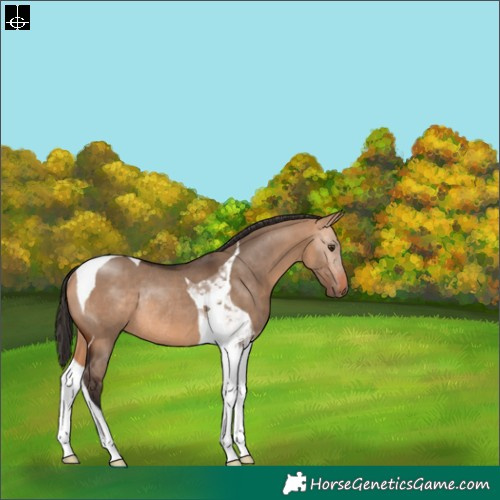 Horse Color:Bay Dun Tobiano Rabicano 