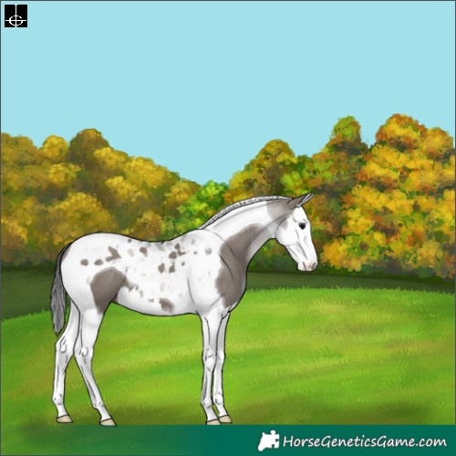 Horse Color:Grullo Splash Tobiano Appaloosa