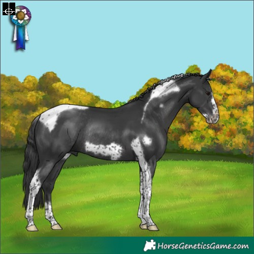 Horse Color:Black Tobiano Frame Rabicano 