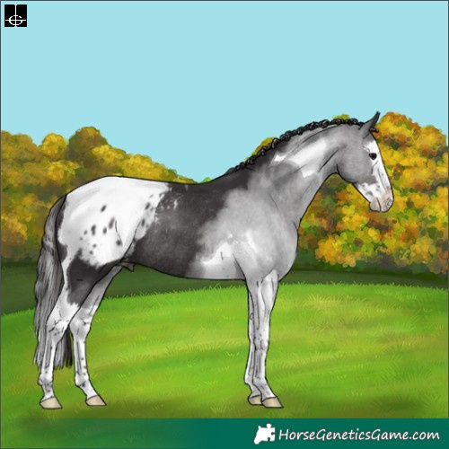 Horse Color:Smoky Black Splash Tobiano Appaloosa Rabicano