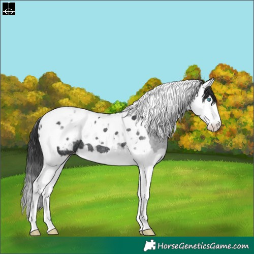 Horse Color:Black Splash Tobiano Blanket Rabicano
