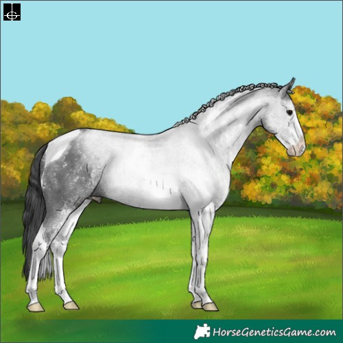 Horse Color:White Spotted Black Tobiano Rabicano 