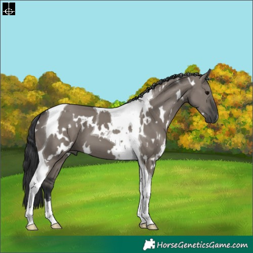 Horse Color:White Spotted Grullo Tobiano
