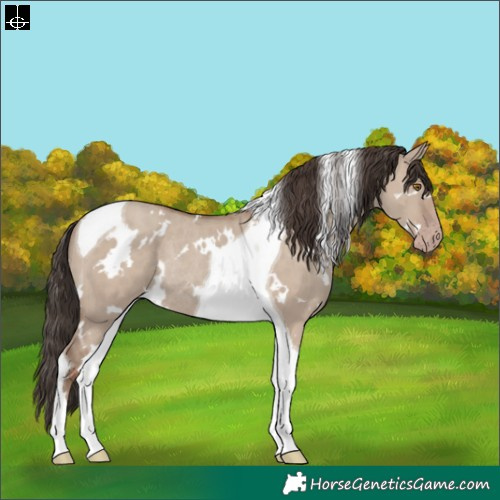 Horse Color:White Spotted Classic Champagne Dun Tobiano Rabicano 