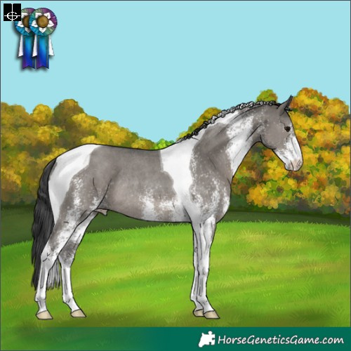 Horse Color:White Spotted Grullo Tobiano Rabicano