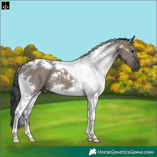 Horse Color:White Spotted Grullo Tobiano Rabicano