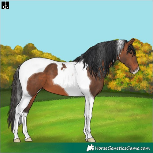 Horse Color:Brown Tobiano