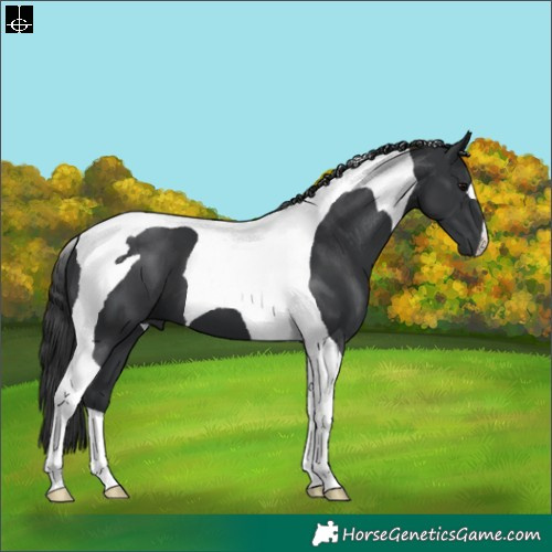 Horse Color:Black Tobiano