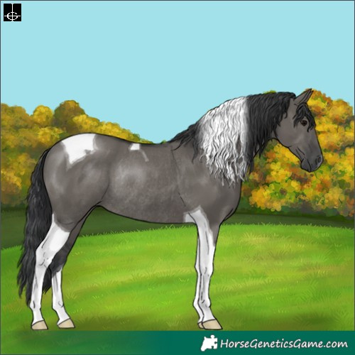 Horse Color:Grullo Tobiano Rabicano