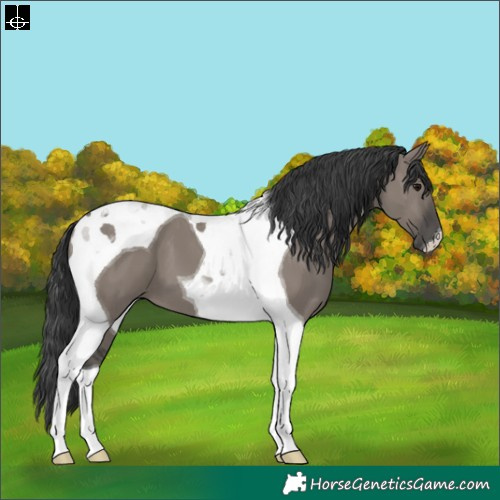 Horse Color:Grullo Tobiano