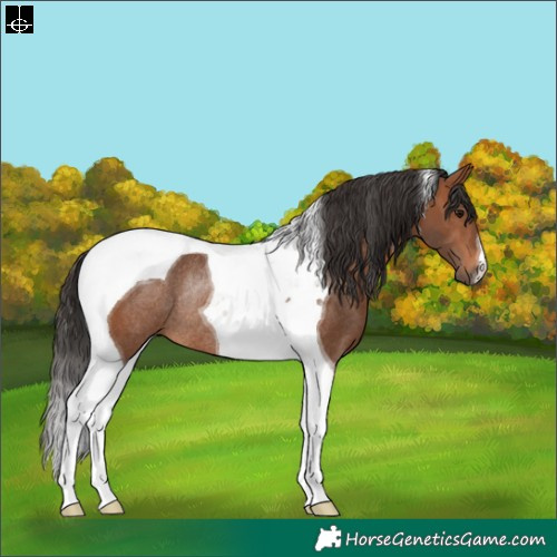 Horse Color:Bay Tobiano Rabicano