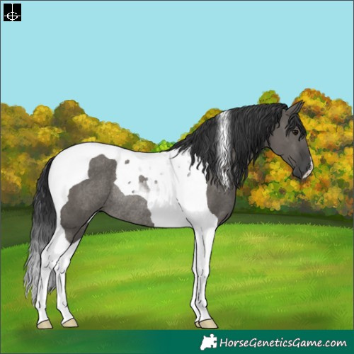 Horse Color:Grullo Tobiano Rabicano