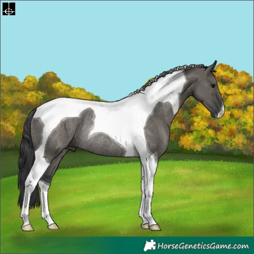 Horse Color:Grullo Tobiano Rabicano 