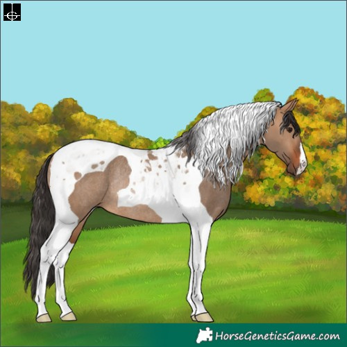 Horse Color:Bay Dun Tobiano Rabicano