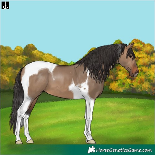 Horse Color:Brown Dun Tobiano 