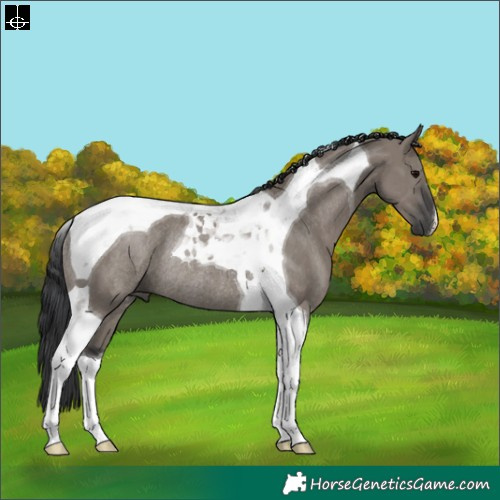 Horse Color:Grullo Tobiano Rabicano