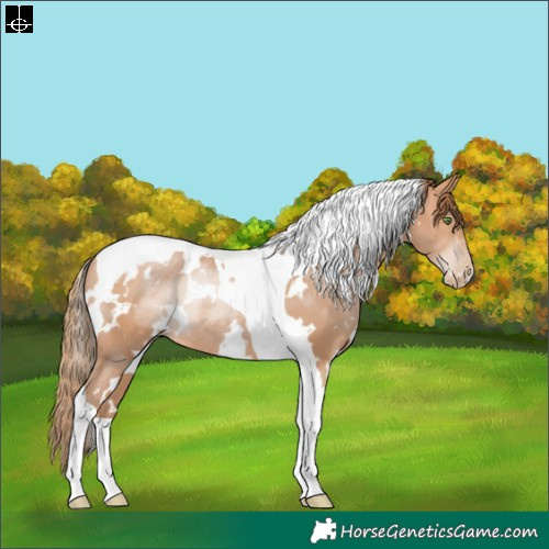 Horse Color:White Spotted Brown Pearl Tobiano Rabicano