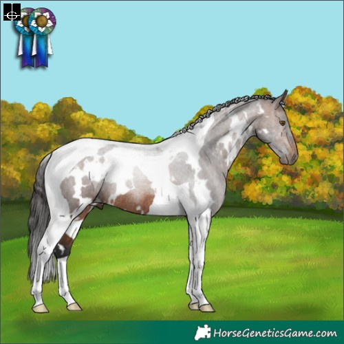 Horse Color:White Spotted Brown Tobiano Rabicano 