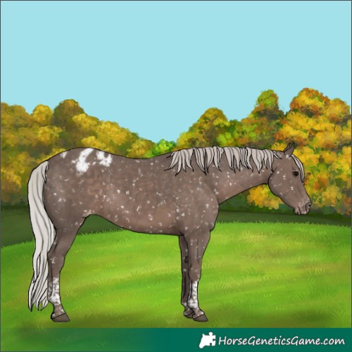 Horse Color:Silver Black Tobiano Appaloosa