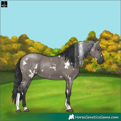 Horse Color:White Spotted Grullo Tobiano