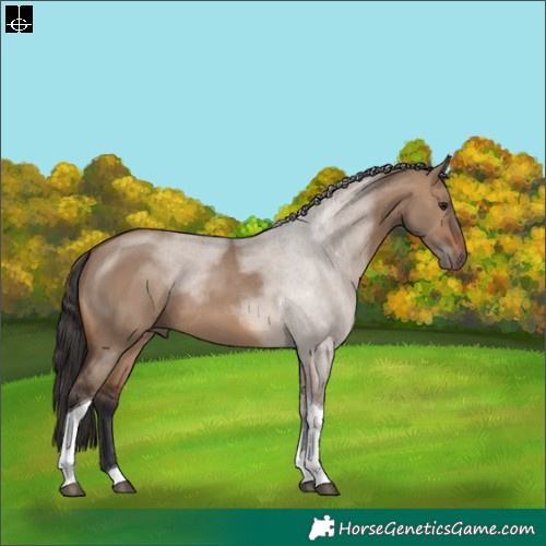 Horse Color:Brown Dun Tobiano Rabicano